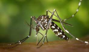 Le moustique tigre : apprenez à l'identifier et signalez-le !